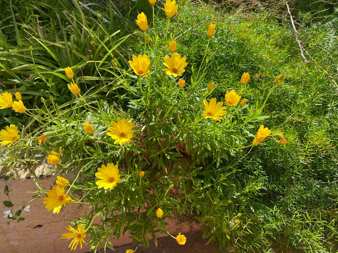 Image 14